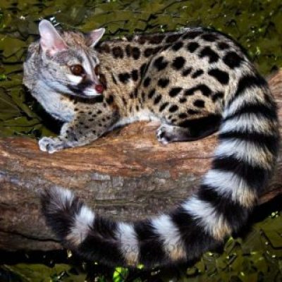 Small or Large Spotted Genet