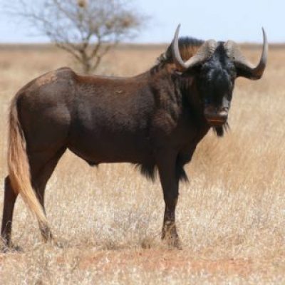 Wildebeest - Black